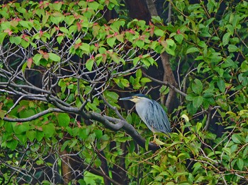 ササゴイ 都立浮間公園 2018年4月25日(水)