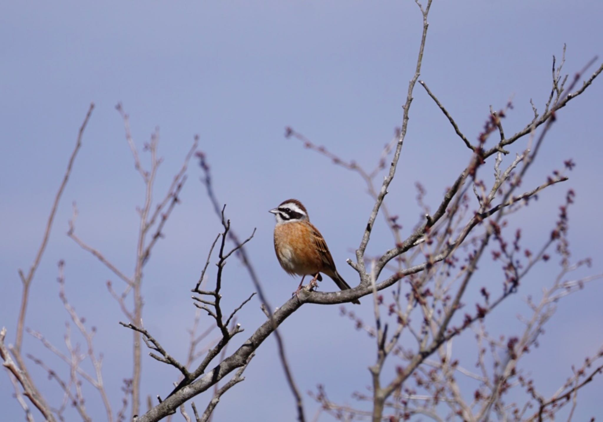 Meadow Bunting