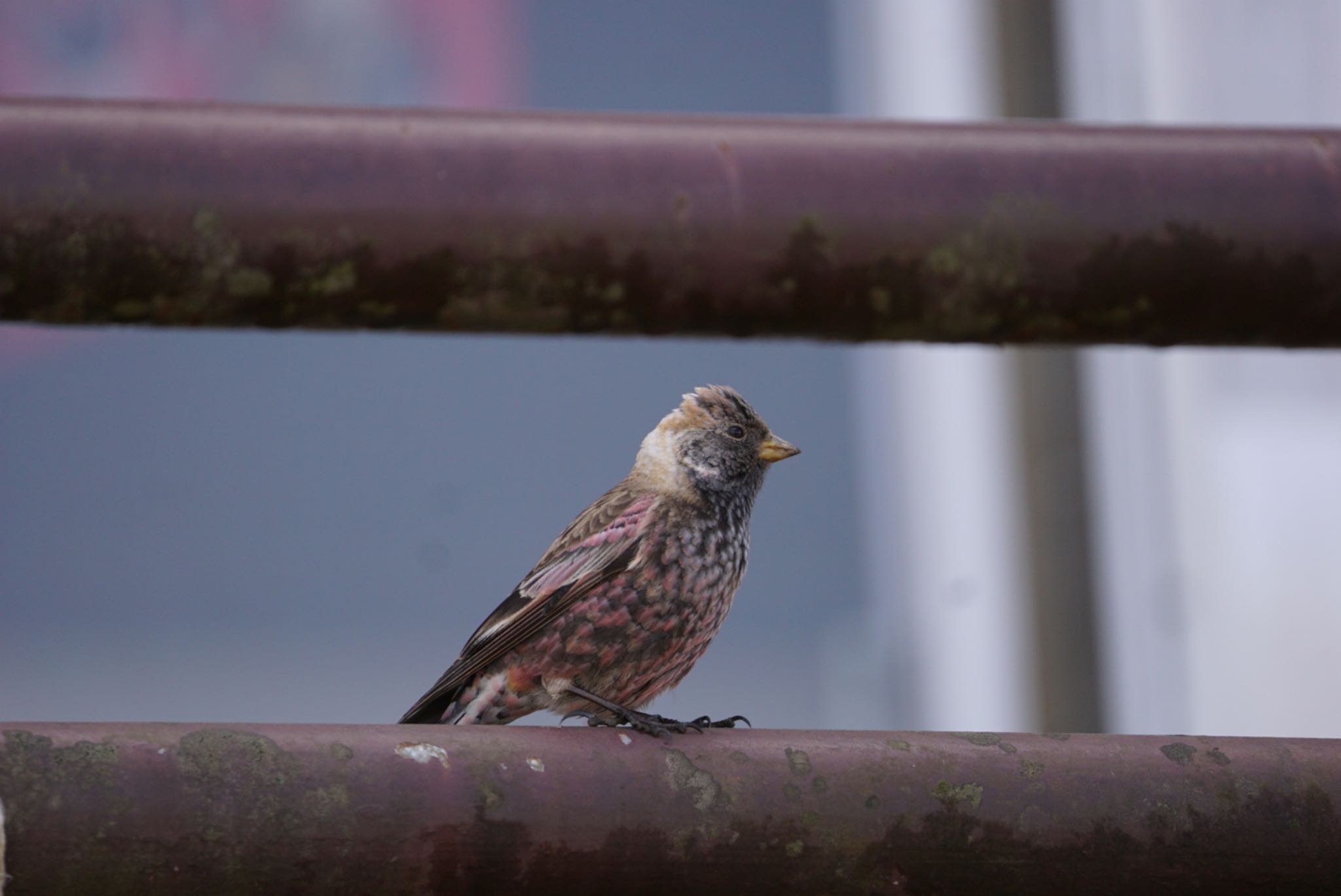 Asian Rosy Finch