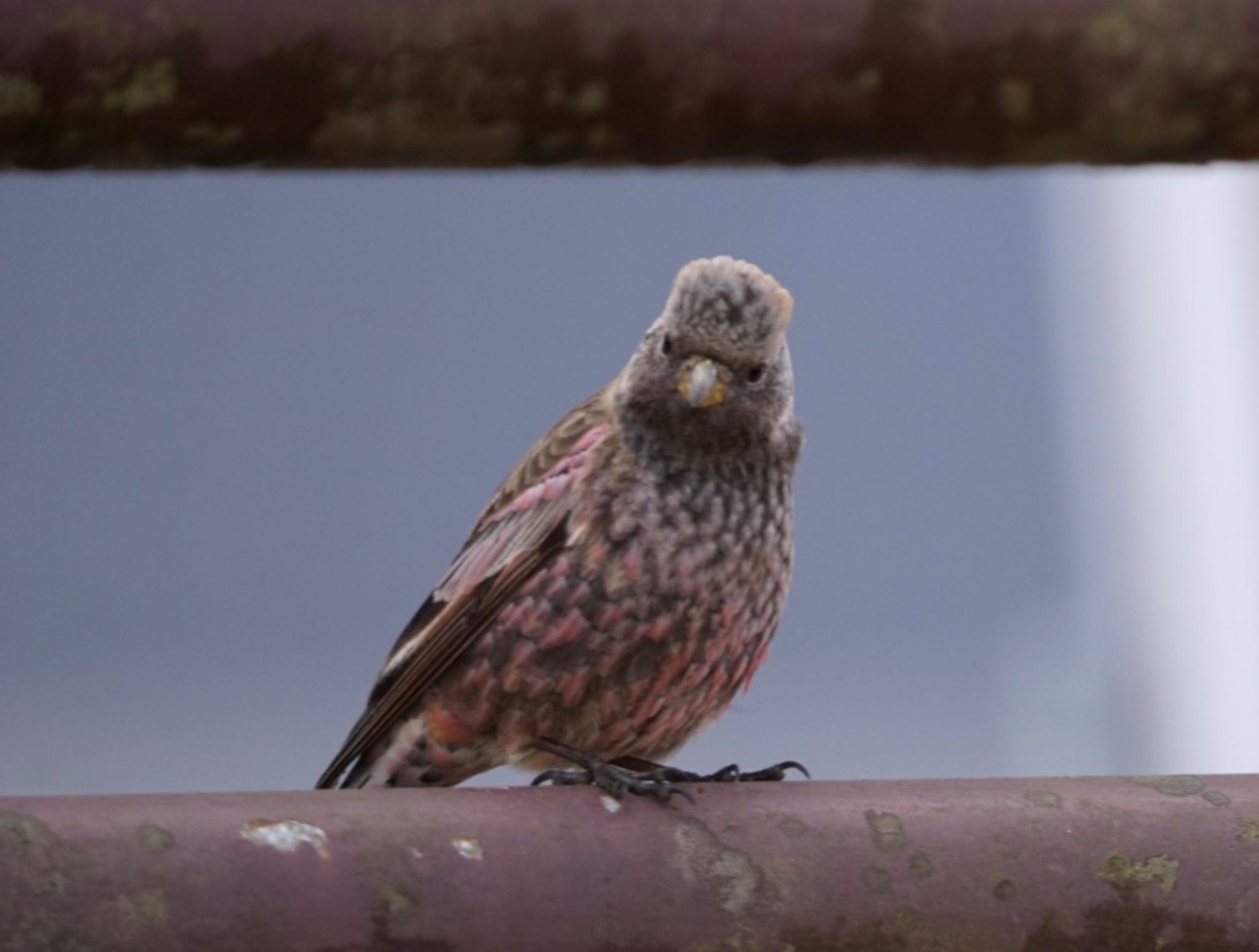 Asian Rosy Finch