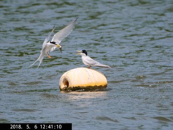 コアジサシ 水元公園 2018年5月6日(日)