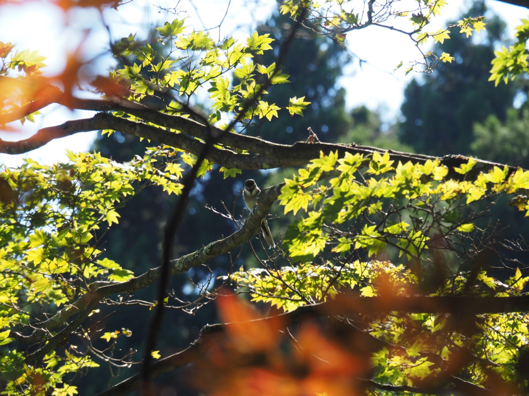 Photo of Ashy Minivet at 御岳山 by あん