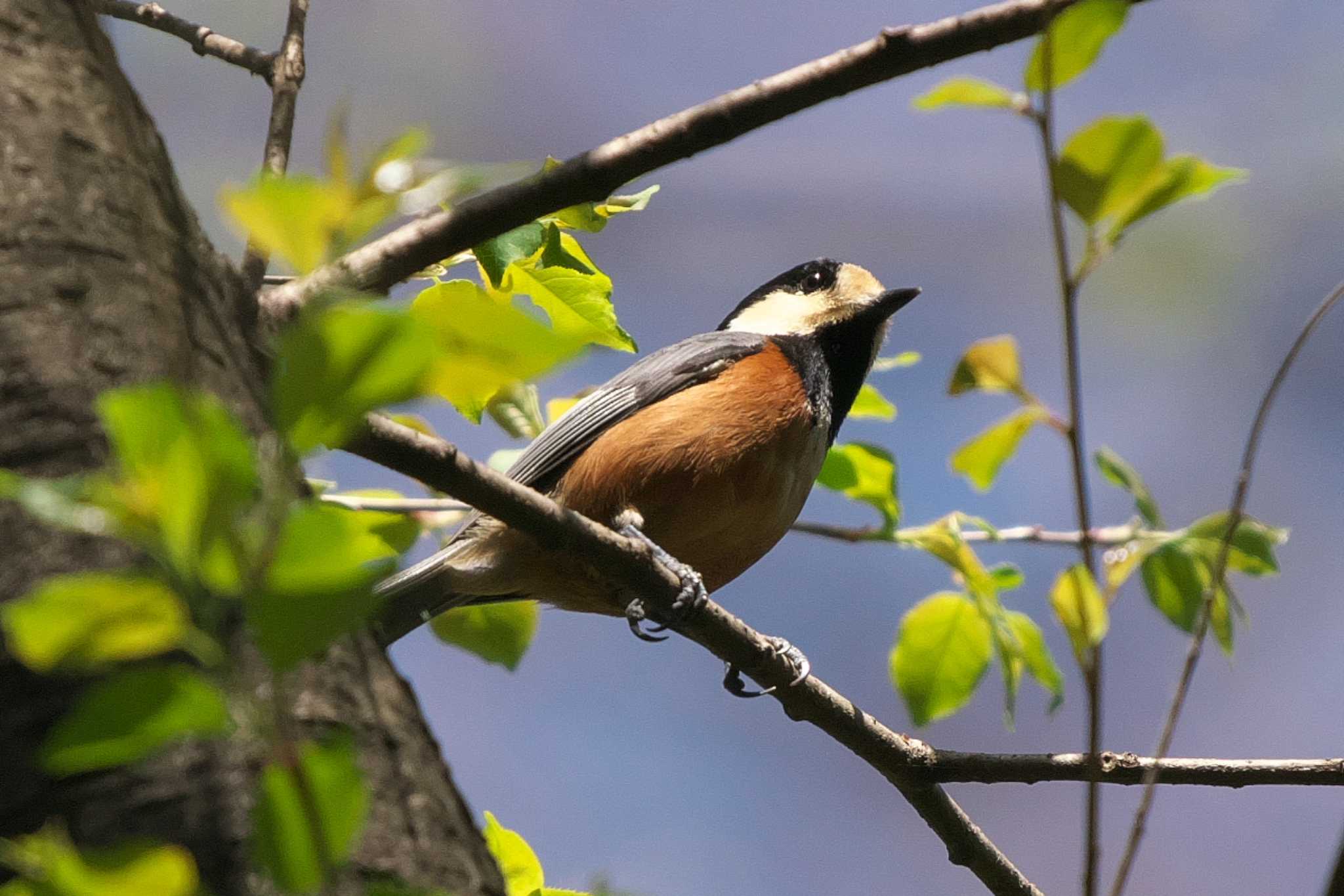 Varied Tit