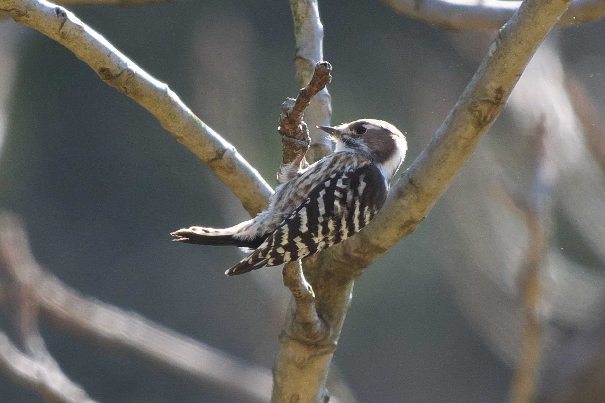 Japanese Pygmy Woodpecker