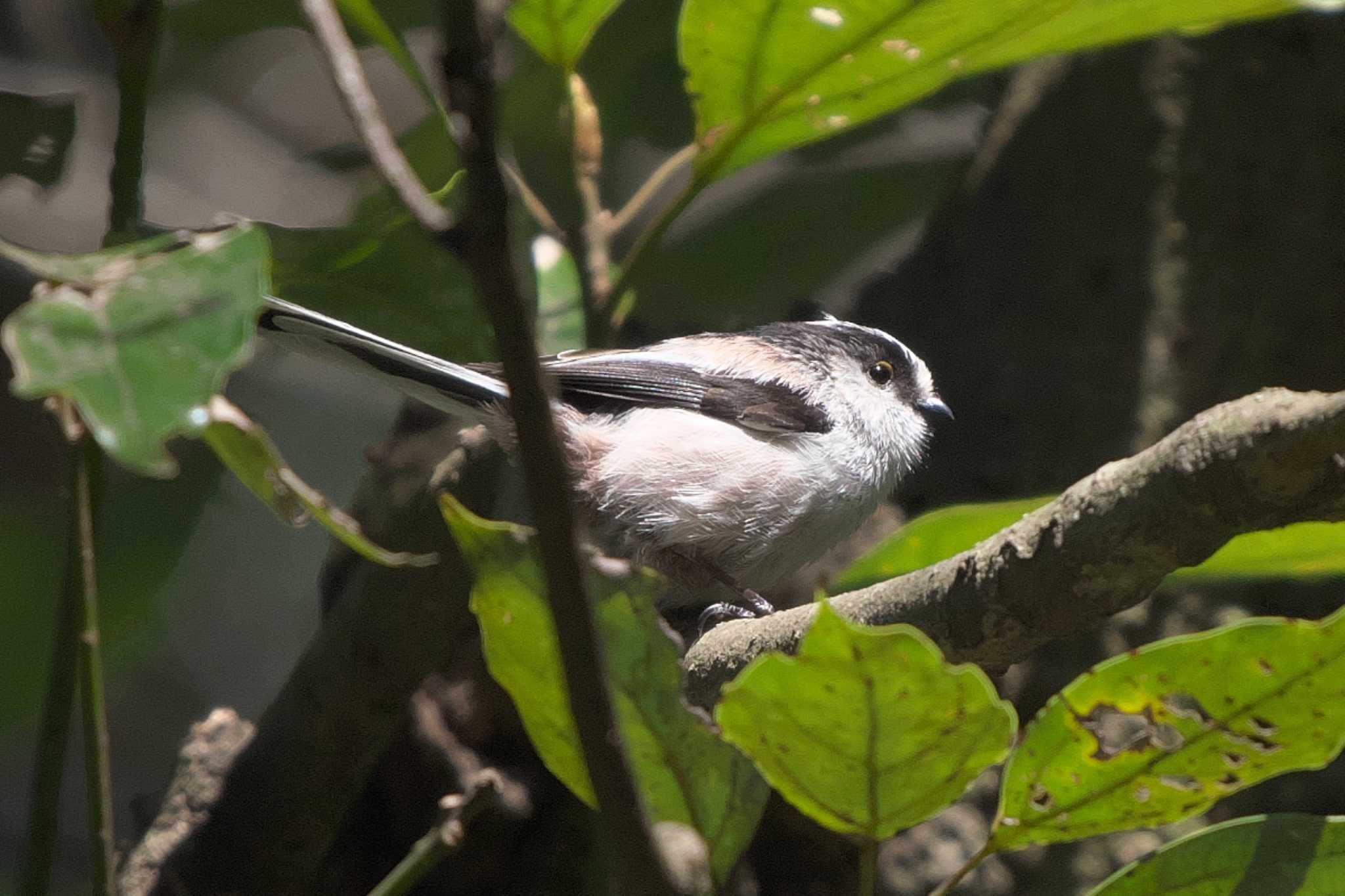 Long-tailed Tit