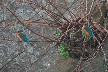 Wed, 3/15/2023 Birding report at 池子の森自然公園