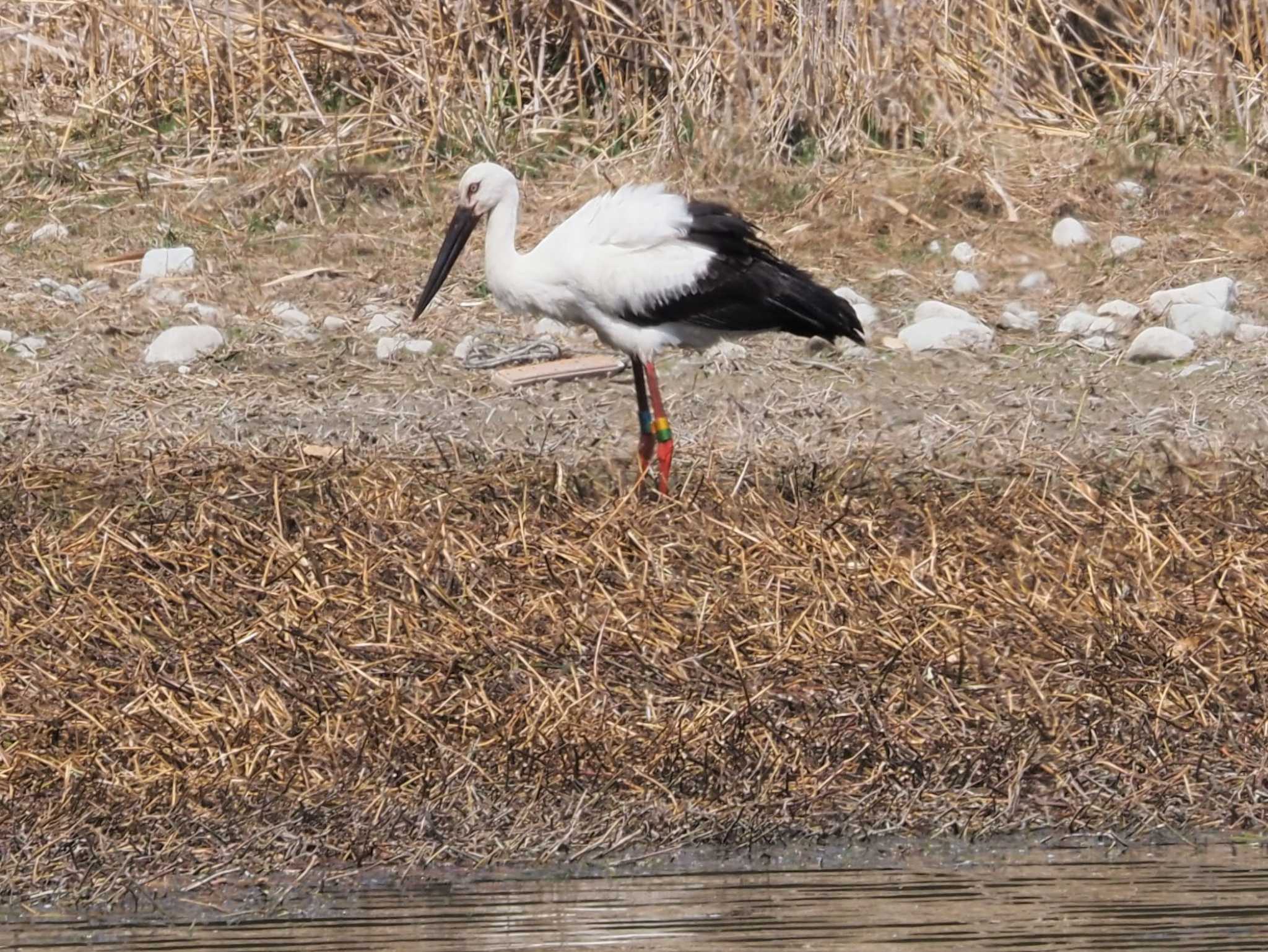 昆陽池公園 コウノトリの写真