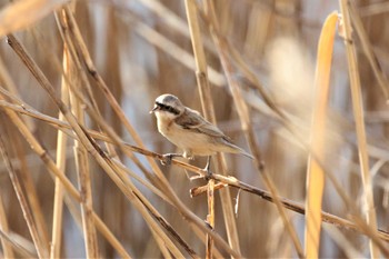 Chinese Penduline Tit 淀川河川公園 Thu, 3/16/2023