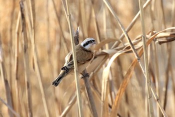 Chinese Penduline Tit 淀川河川公園 Thu, 3/16/2023