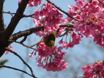 Warbling White-eye Unknown Spots Thu, 3/16/2023