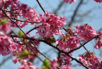 Warbling White-eye Unknown Spots Thu, 3/16/2023