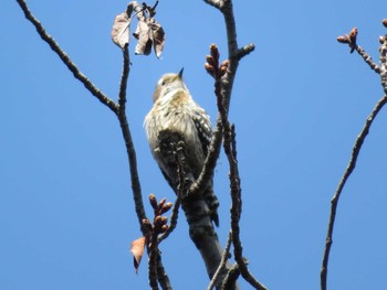 Japanese Pygmy Woodpecker Unknown Spots Thu, 3/16/2023