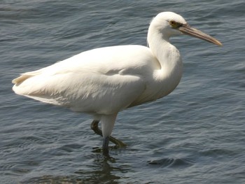 Pacific Reef Heron Yoron Island Fri, 5/11/2018