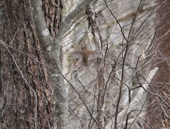 Japanese Accentor Mt. Yatsugatake(neaby Pension Albion) Fri, 2/3/2023