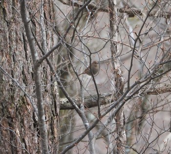 Japanese Accentor Mt. Yatsugatake(neaby Pension Albion) Fri, 2/3/2023