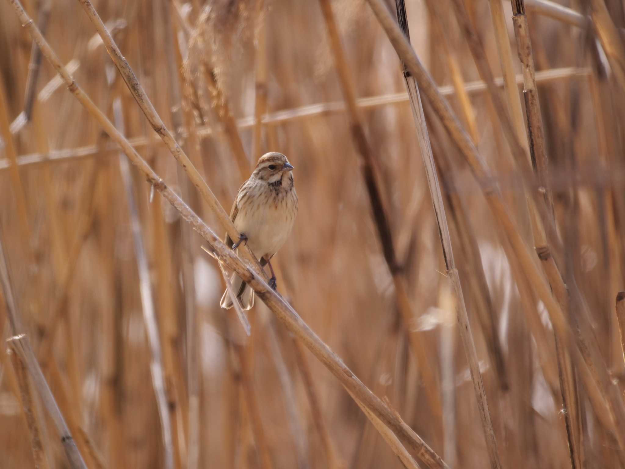 一羽でいました。 by little birds