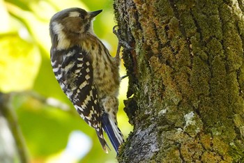 2023年3月16日(木) 大阪城公園の野鳥観察記録