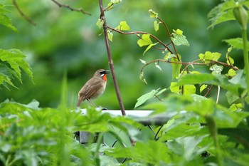 ノゴマ 石川県 2018年5月3日(木)