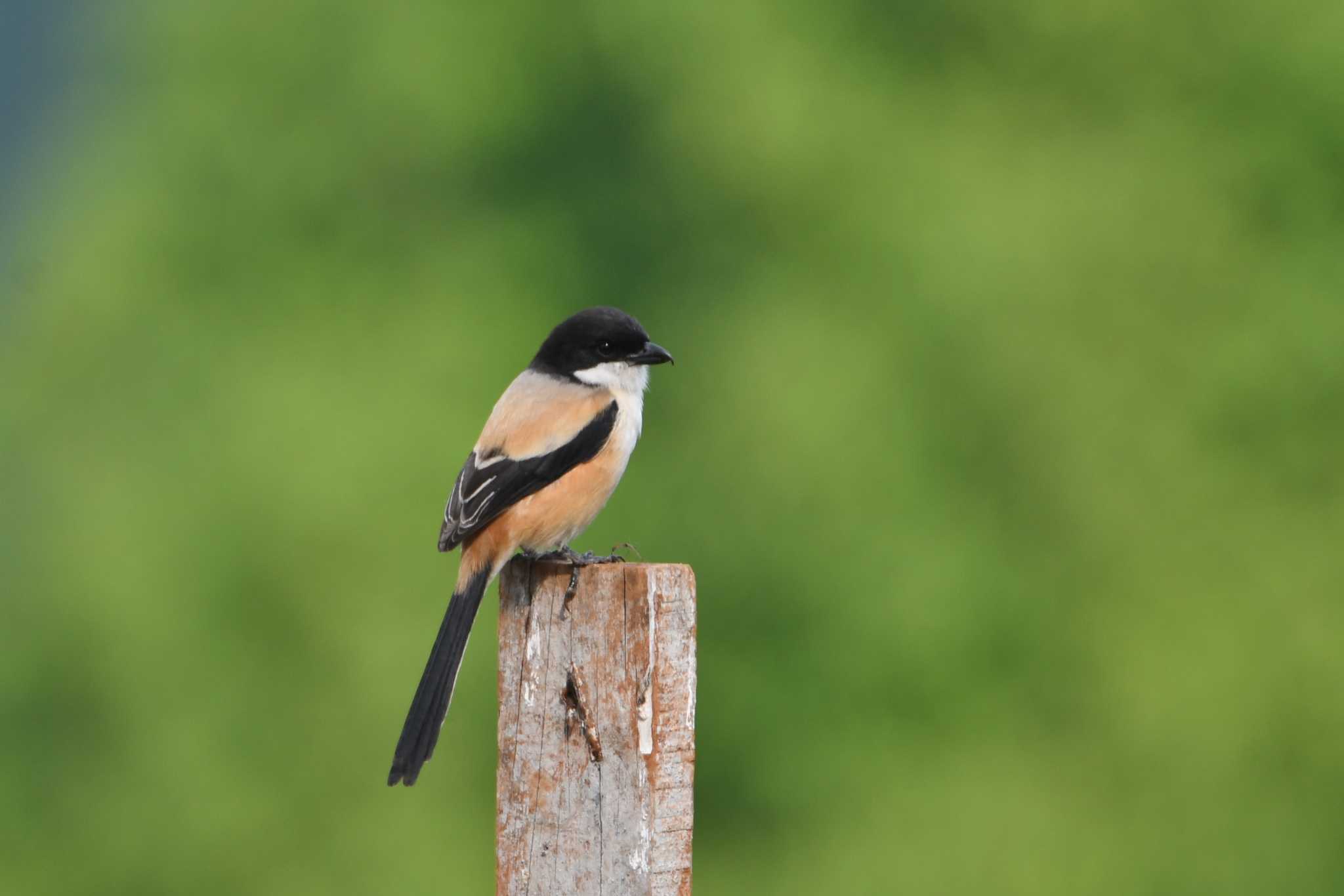 Photo of Long-tailed Shrike at Doi Angkhang by あひる