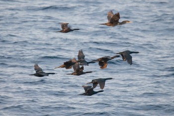 Pelagic Cormorant Unknown Spots Wed, 3/15/2023