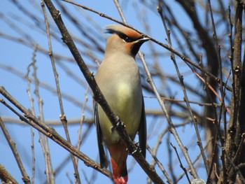 2023年3月16日(木) 葛西臨海公園の野鳥観察記録