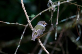 Pale-yellow Robin