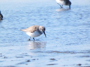 ハマシギ ふなばし三番瀬海浜公園 2022年3月6日(日)