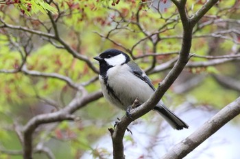 シジュウカラ 北海道 函館市 見晴公園 2018年5月11日(金)