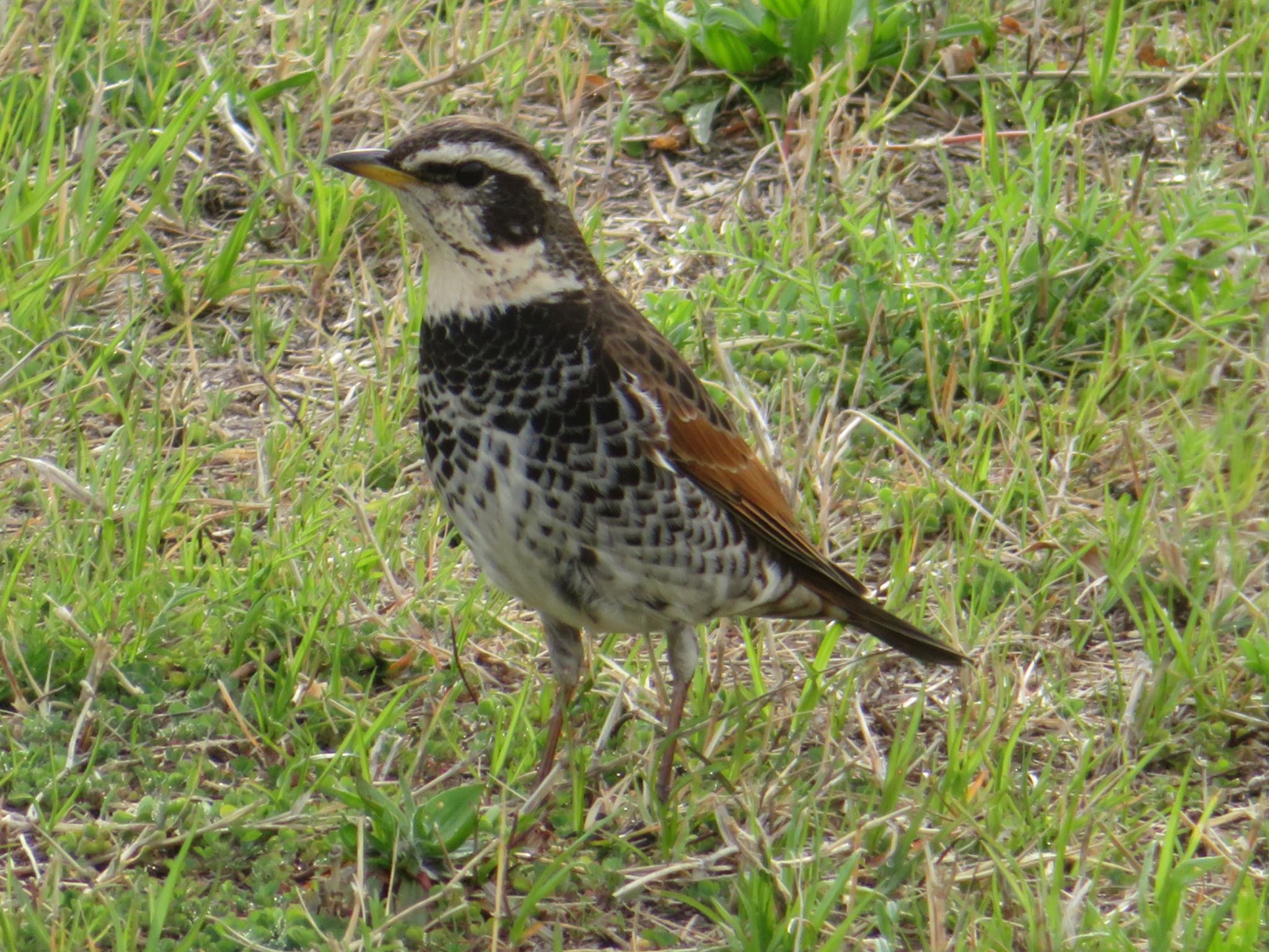 Photo of Dusky Thrush at 松山城 by はるおみ