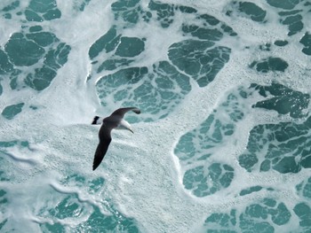 Black-tailed Gull 佐渡航路 Tue, 3/14/2023