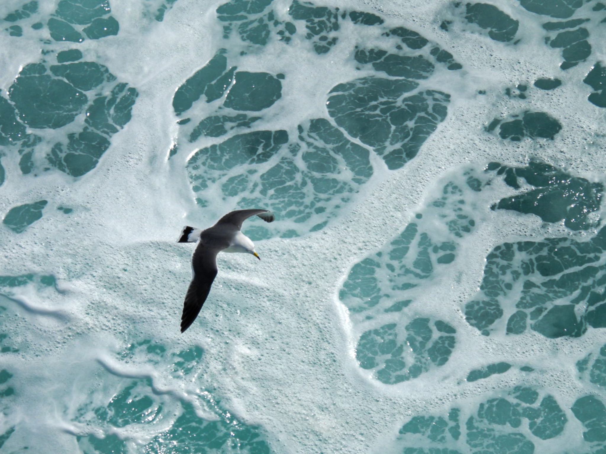 Photo of Black-tailed Gull at 佐渡航路 by ぽちゃっこ