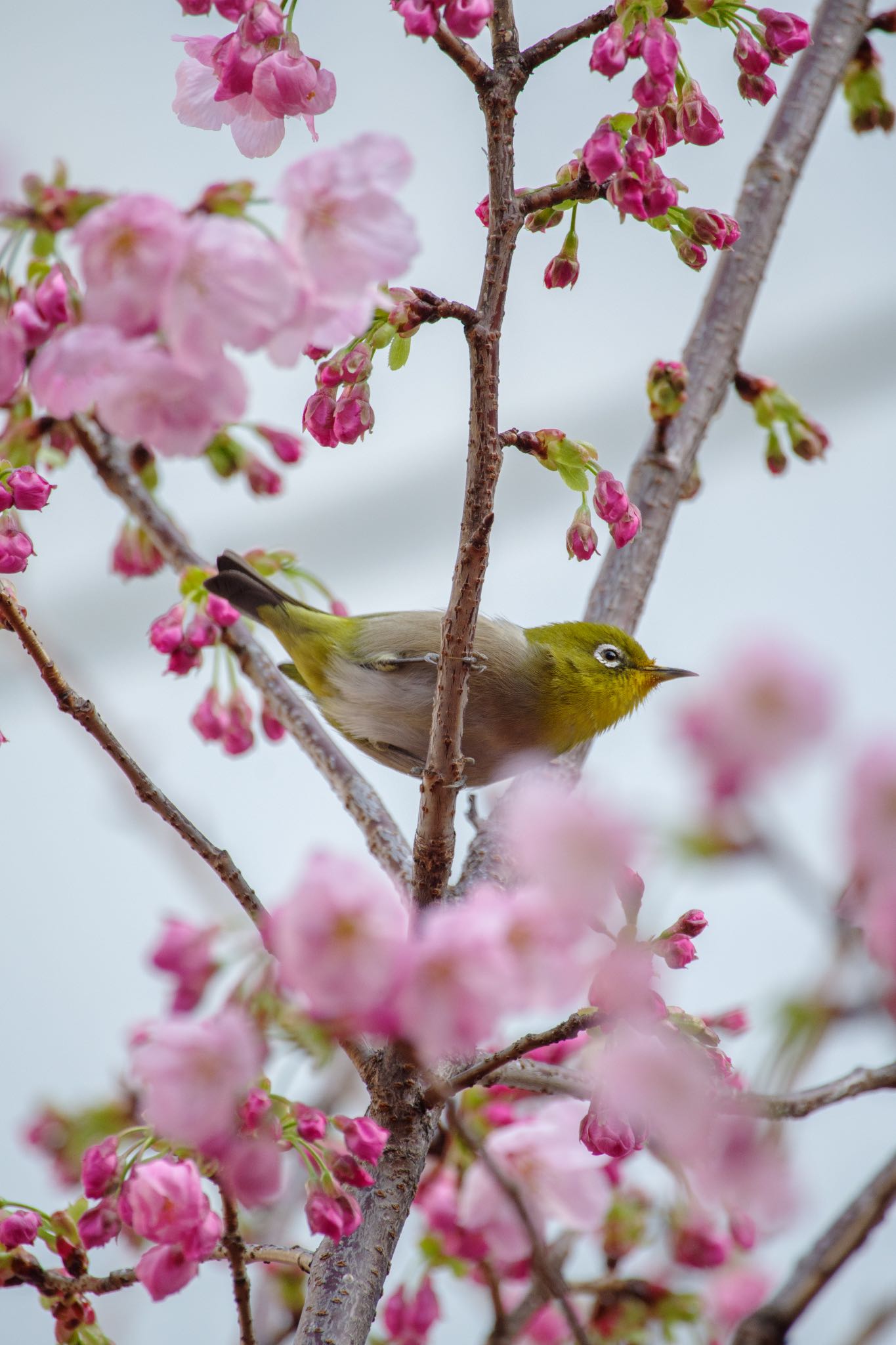 陽光桜とメジロ by Marco Birds