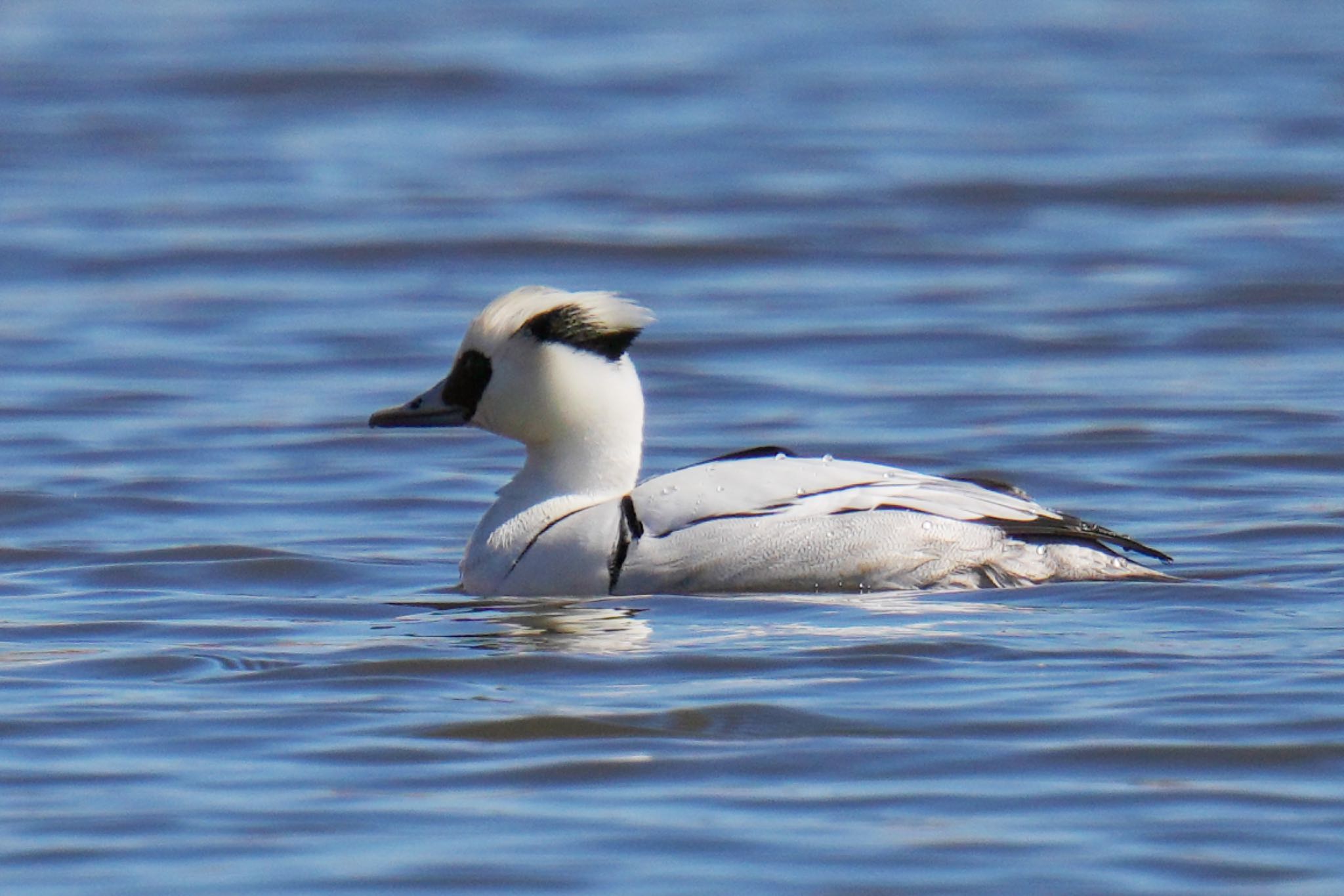 Smew