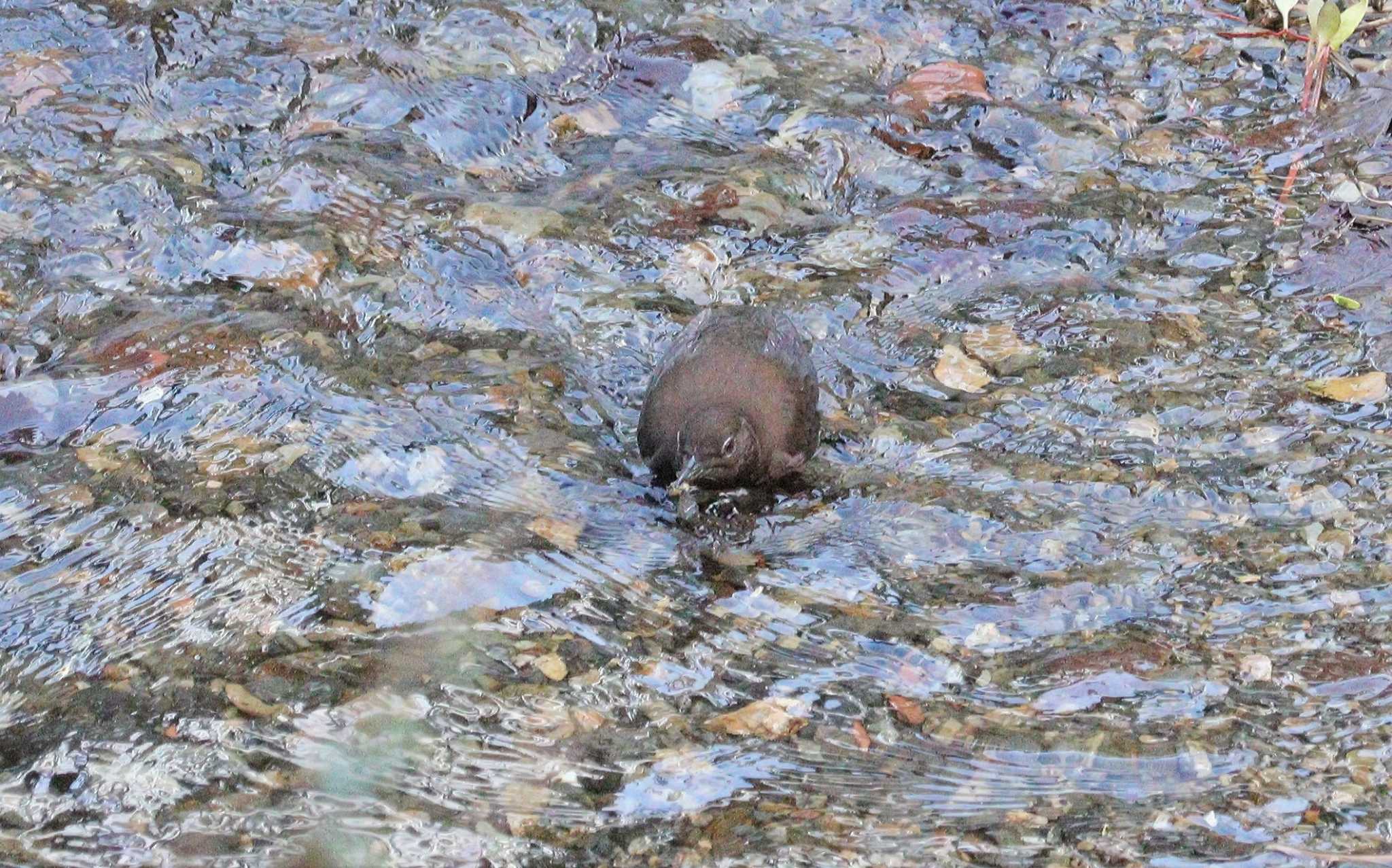 Brown Dipper