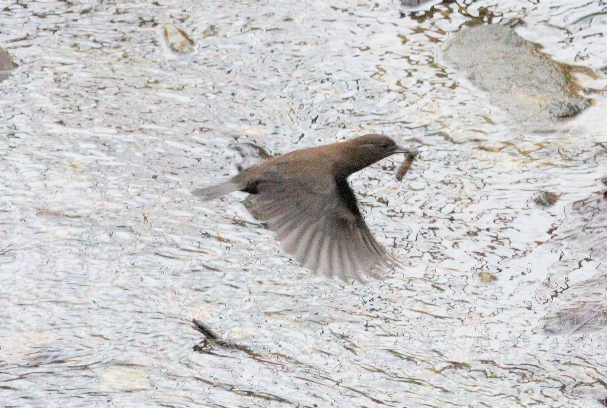 Brown Dipper