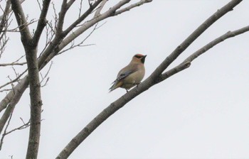 2023年3月16日(木) 杭瀬川スポーツ公園(大垣市)の野鳥観察記録