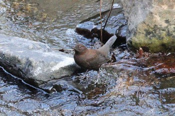 Brown Dipper 養老公園 Thu, 3/16/2023