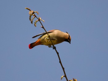 2023年3月16日(木) 木場公園(江東区)の野鳥観察記録