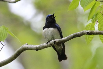 Blue-and-white Flycatcher Miharashi Park(Hakodate) Fri, 5/11/2018