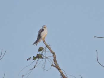 Black-winged Kite Ishigaki Island Fri, 2/17/2023