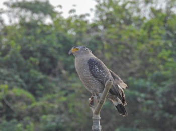 Crested Serpent Eagle Ishigaki Island Fri, 2/17/2023