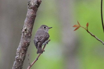 Asian Brown Flycatcher Miharashi Park(Hakodate) Fri, 5/11/2018