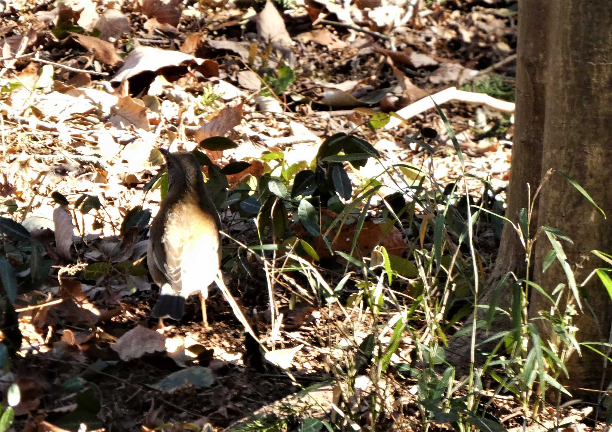 Photo of Pale Thrush at 岩本山公園 by koshi