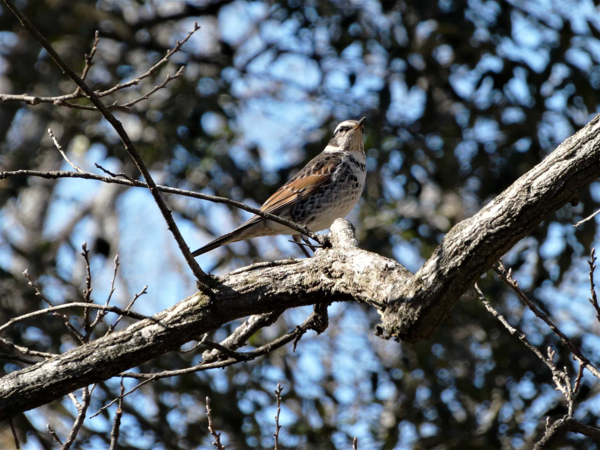 Dusky Thrush