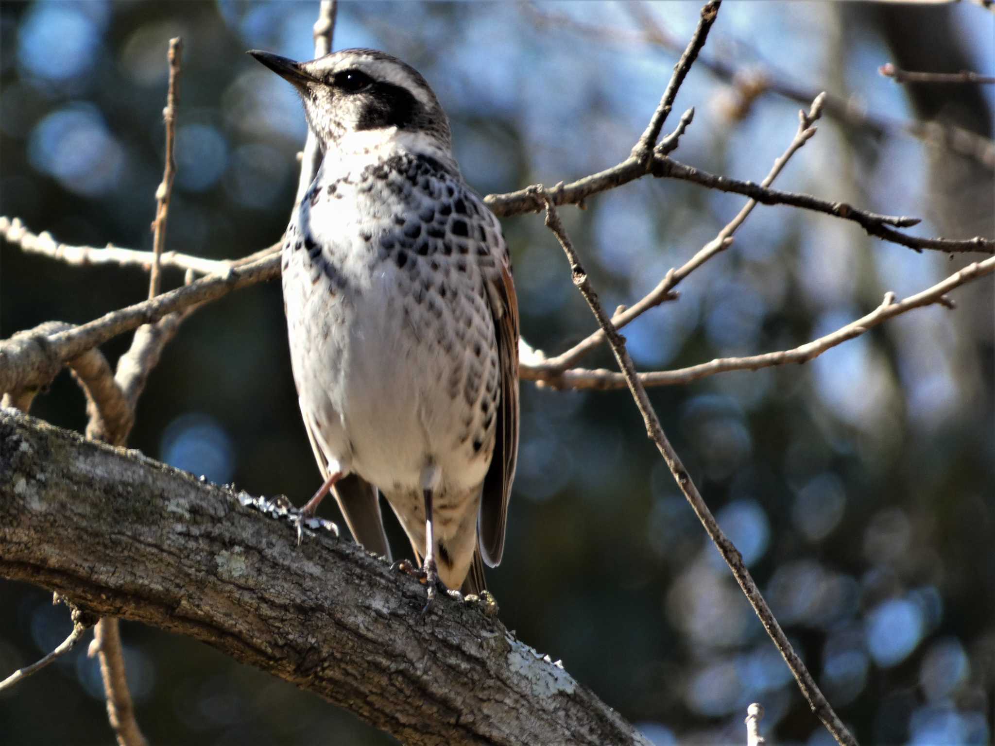 Dusky Thrush