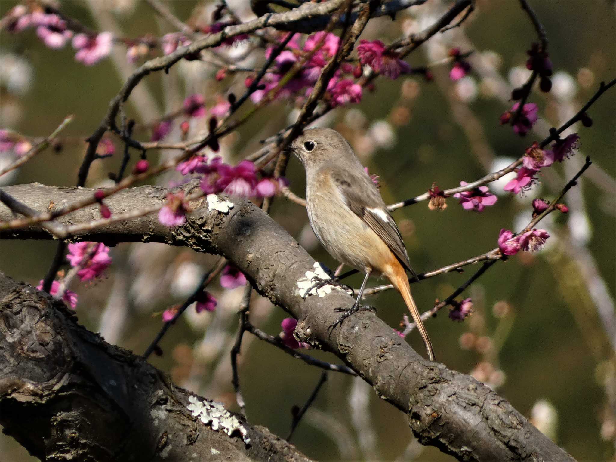 岩本山公園 ジョウビタキの写真 by koshi