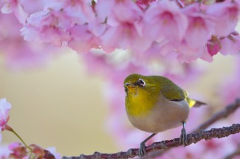 メジロ 香川県 2023年3月11日(土)