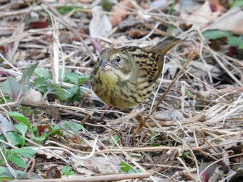 2023年3月16日(木) 新宿御苑の野鳥観察記録