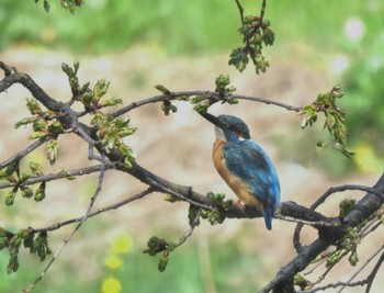 カワセミ 野川 2023年3月16日(木)