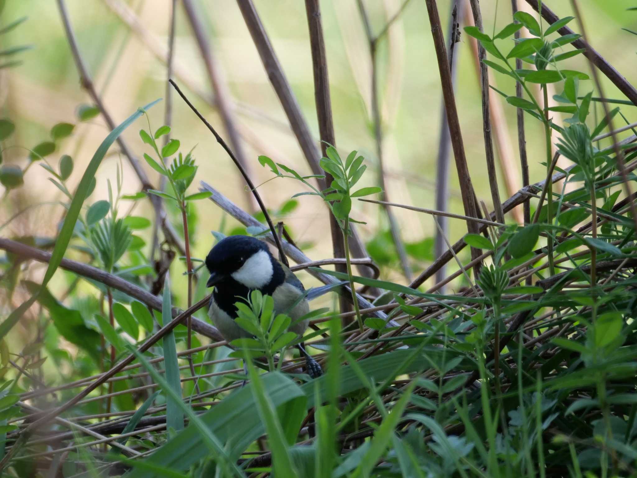 写真を撮ってる私が不思議なのかな。 by little birds